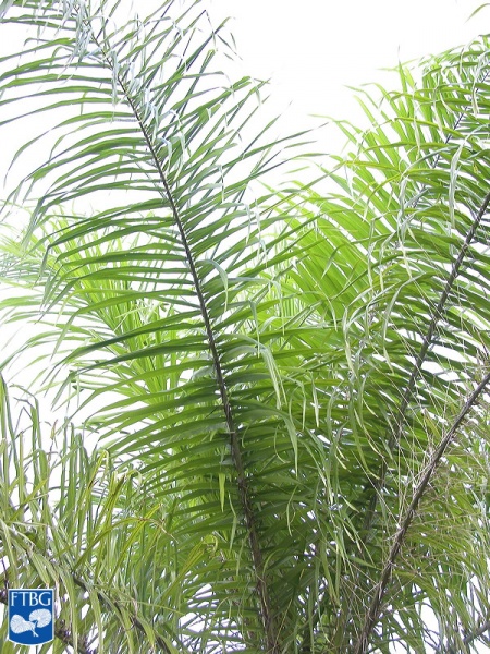 Bestand:Acrocomia aculeata (Coyolpalm) kroon.jpg