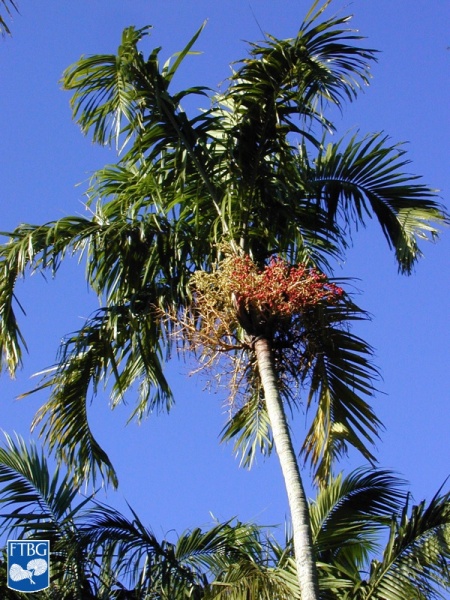 Bestand:Carpentaria acuminata palmboom.jpg