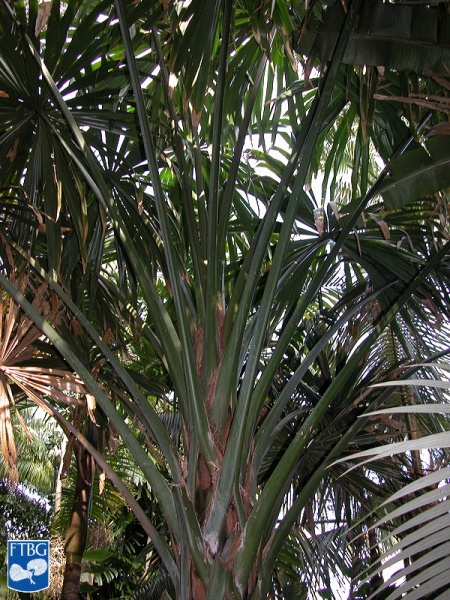 Bestand:Borassodendron machadonis bladstelen (2).jpg
