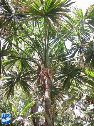 Borassodendron machadonis palmboom.jpg