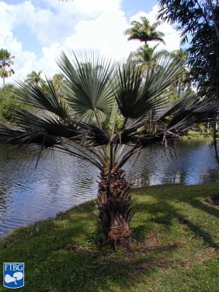 Brahea armata (Blauwe hesperpalm) palm.jpg