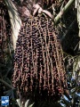 Caryota mitis (Zachte vinnetjespalm) bloei (3).jpg