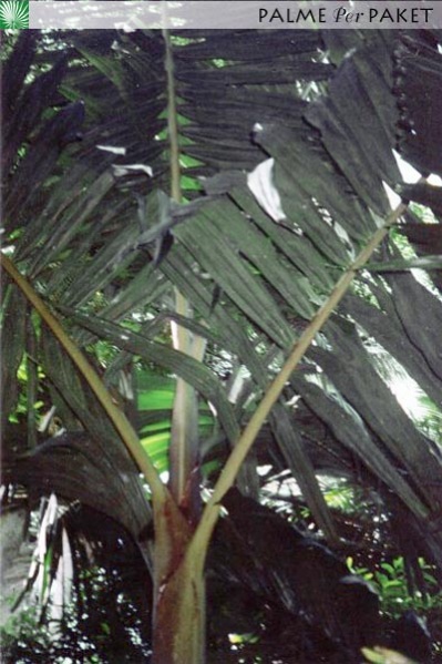 Bestand:PinPap.jpg