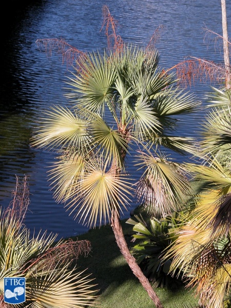 Bestand:Acoelorrhaphe wrightii (Everglades palm) bloei (2).jpg
