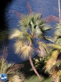 Acoelorrhaphe wrightii (Everglades palm) bloei (2).jpg