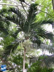 Adonidia merrillii (Manila palm) kroon.jpg