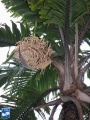Aiphanes minima (Macaw palm) bloei (3).jpg