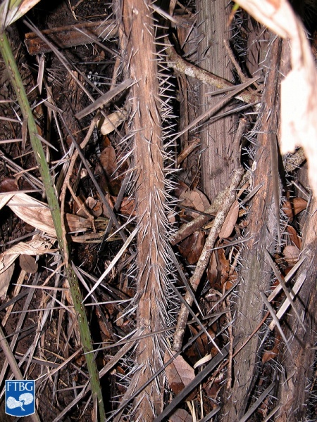 Bestand:Astrocaryum murumuru stekelige stam.jpg