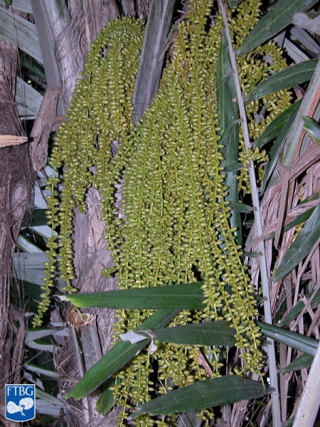Bestand:Arenga microcarpa vruchten.jpg