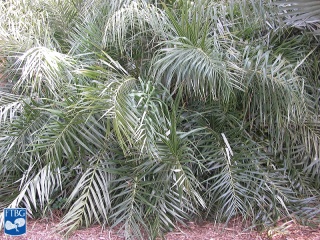 Allagoptera arenaria palmboom.jpg