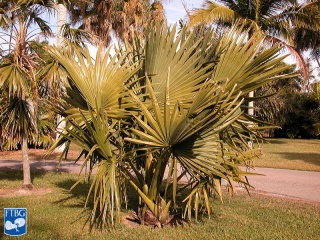 Borassus madagascariensis palmboom.jpg
