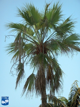 Brahea brandegeei var spiralis palmboom.jpg
