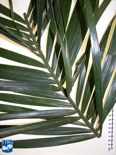 Bestand:Bactris gasipaes (Perzikpalm) blad.jpg