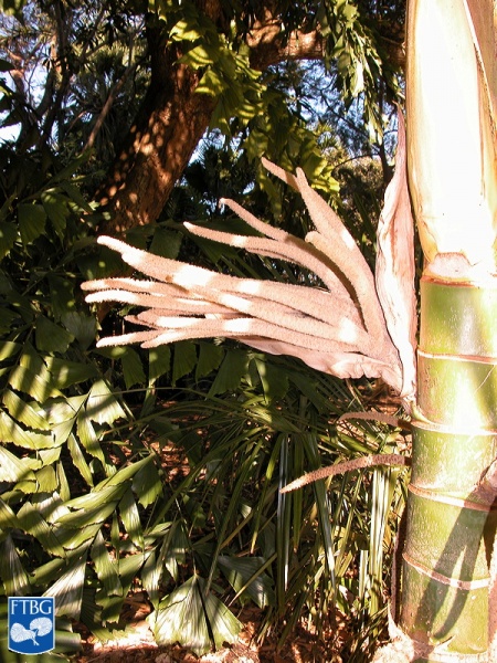 Bestand:Burretiokentia hapala bloei (3).jpg