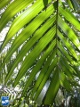 Areca macrocalyx achterzijde blad.jpg