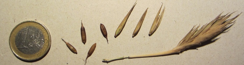 Bestand:Phyllostachys kwangsiensis.jpg