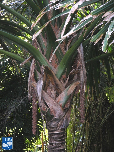 Bestand:Borassodendron machadonis bladstelen.jpg
