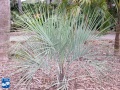Butia capitata (Geleipalm) palmboom.jpg