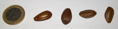 Annona Squamosa zaden.jpg