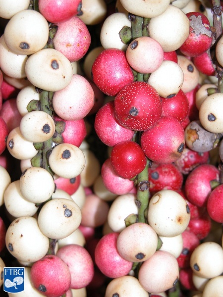 Bestand:Arenga tremula vruchten close up.jpg