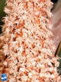 Borassodendron machadonis bloei close up.jpg