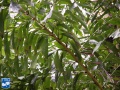 Caryota maxima blad (2).jpg