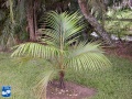 Acanthophoenix rubra jonge palm.jpg