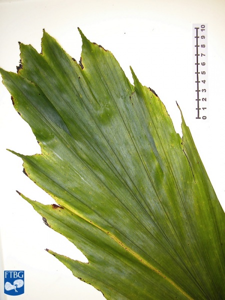 Bestand:Arenga caudata blad (2).jpg