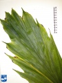 Arenga caudata blad (2).jpg