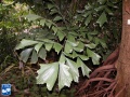 Caryota monostachya palm.jpg