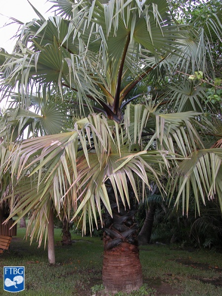 Bestand:Borassus flabellifer palmboom.jpg