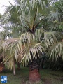 Borassus flabellifer palmboom.jpg