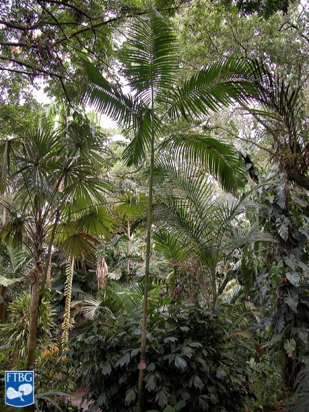 Bestand:Actinorhytis calapparia (Calappa palm) palmboom (3).jpg
