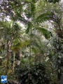 Actinorhytis calapparia (Calappa palm) palmboom (3).jpg