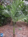 Areca catechu (Betel palm) palmboom.jpg