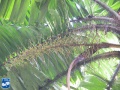 Aiphanes minima (Macaw palm) bloei (2).jpg
