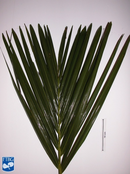 Bestand:Carpoxylon macrospermum blad close up.jpg