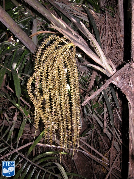Bestand:Arenga australasica vruchten (2).jpg