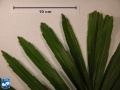 Arenga engleri (Dwerg Suiker Palm) blad meten.jpg
