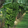 Musa Graind Nain bananen.jpg