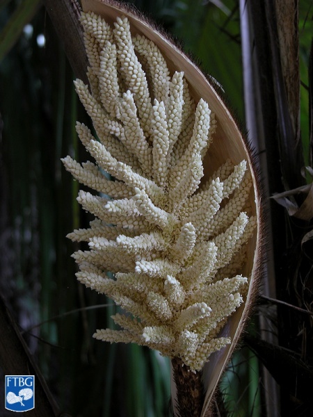 Bestand:Astrocaryum alatum bloem (2).jpg