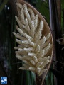 Astrocaryum alatum bloem (2).jpg