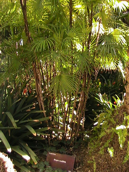 Bestand:Rhapsis multifida.jpg