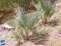 Acoelorrhaphe wrightii (Everglades palm) jonge palmen.jpg