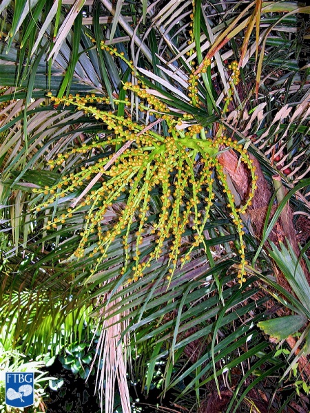 Bestand:Arenga engleri (Dwerg Suiker Palm) vruchten.jpg