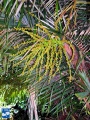 Arenga engleri (Dwerg Suiker Palm) vruchten.jpg