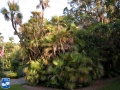 Acoelorrhaphe wrightii (Everglades palm) bosje (2).jpg