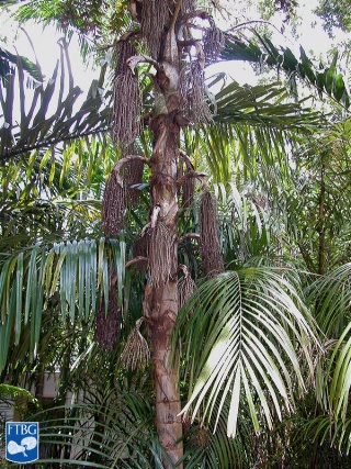 Caryota cumingii palmboom.jpg