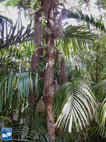 Bestand:Caryota cumingii palmboom.jpg