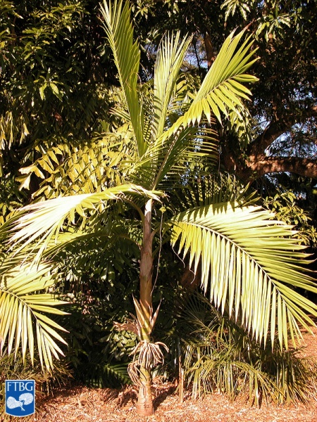 Bestand:Burretiokentia hapala palmboom in bloei.jpg